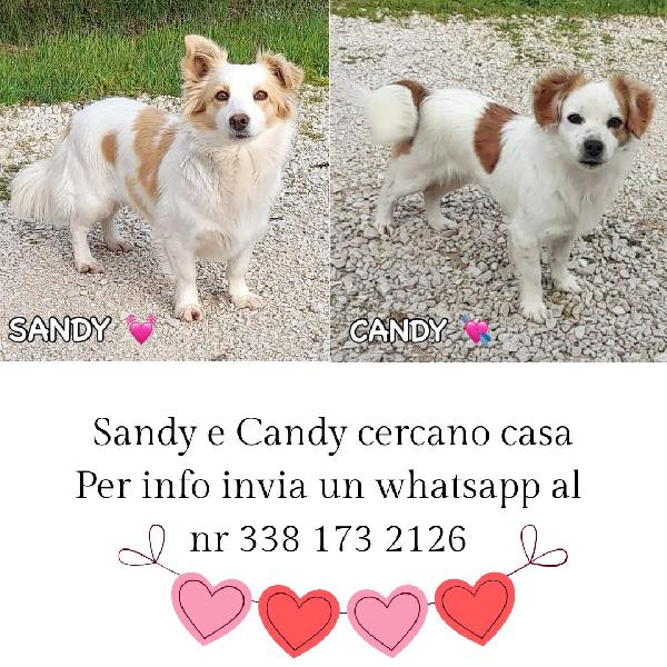 Sandy E Candy Cercano Casa - Dolci Cagnoline Taglia Piccola In Adozione